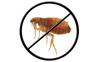 fleas control