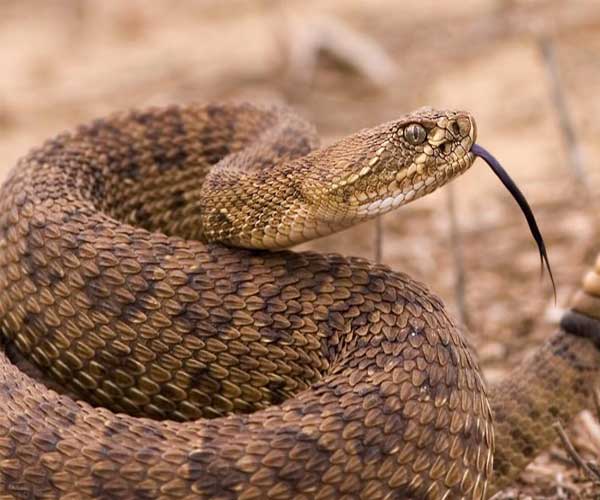 snake control in dubai